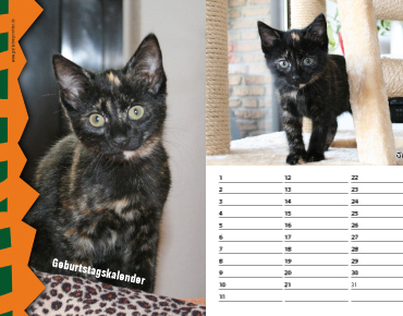 Geburtstagskalender Motiv Katze