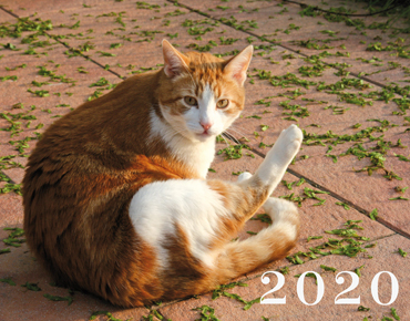 Kalender A3 Katzen Grafikdesign Ahlen