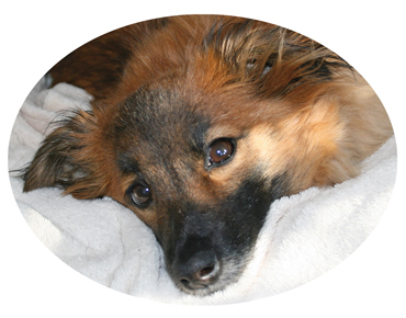 Mousepad Hund Los Aluxes